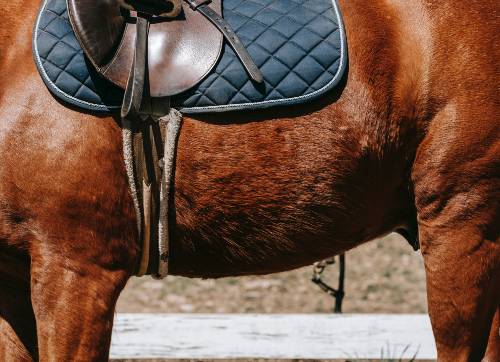horses saddle and girth