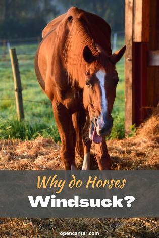 why do horses windsuck