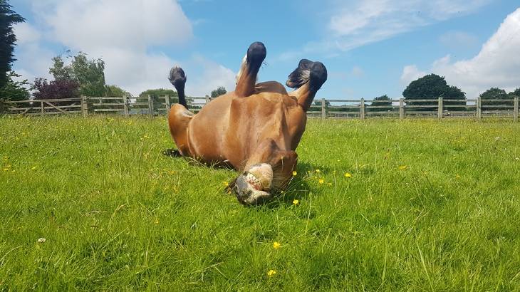 Why do Horses Roll in the Dirt? Should You be Worried?