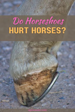 Do Horseshoes hurt horses