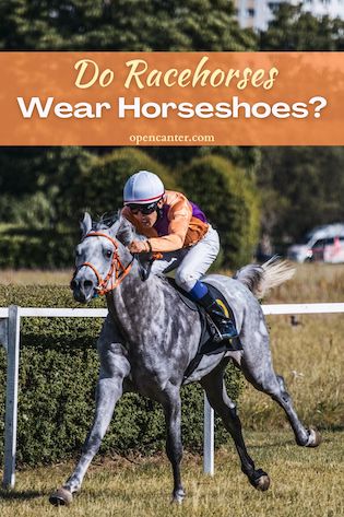 do racehorses wear shoes
