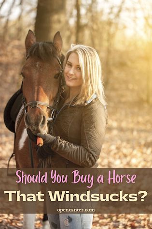 Should you buy a horse that windsucks