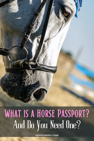 What is a Horse Passport