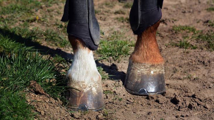 Do Horseshoes Hurt Horses? - The Surprising Truth