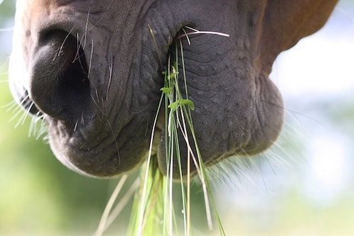 horse eating forage