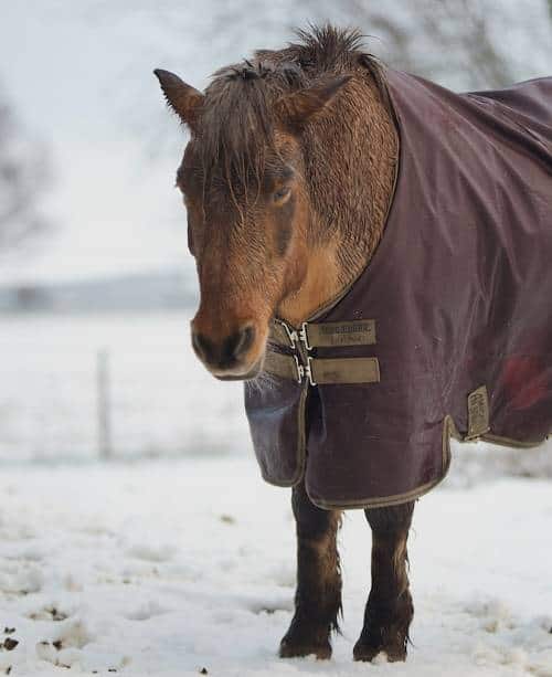 horse in rug in snow