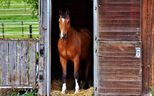 should you buy a horse that windsucks
