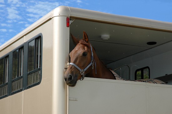 what is a passport for horses