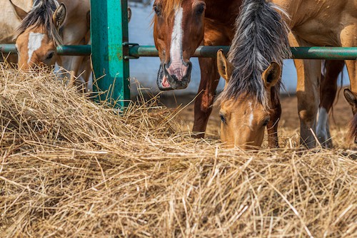 horses eating hay

