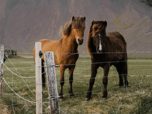horses in the cold and rain