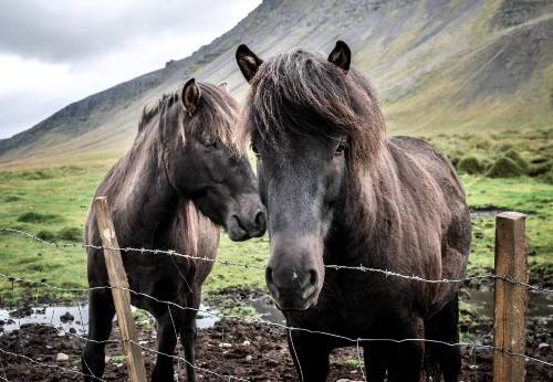 horses in the mud and rain