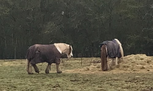 do horses get cold in the rain