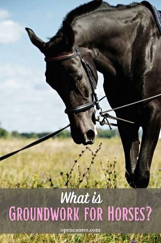 what is groundwork for horses