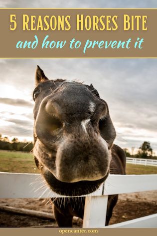 Why do horses bite pin