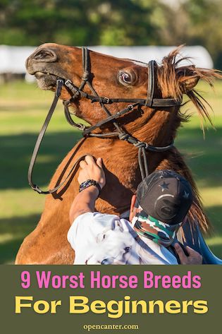 Worst horse breeds for beginners