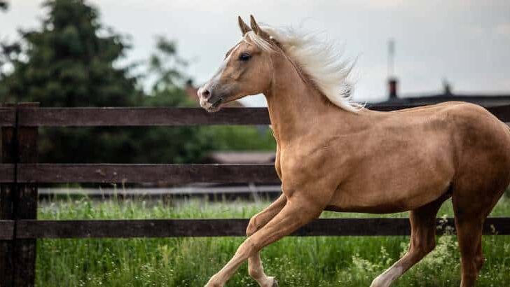 Is a Quarter Horse a Warmblood? – A Breed Apart
