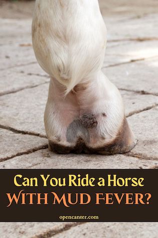 Can You Ride a Horse with mud fever pin