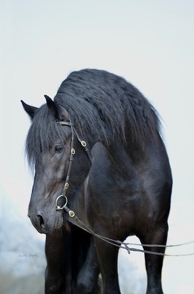 Worse horse breeds for beginners