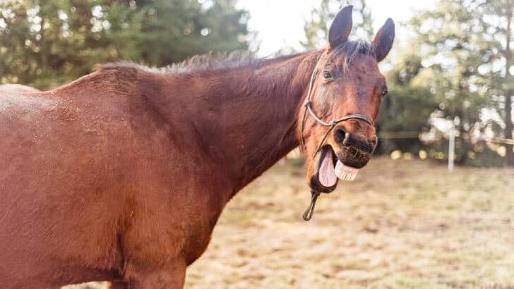 How to tell if a horse is happy