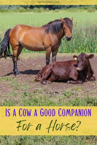 is a cow a good companion for a horse
