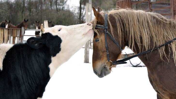 Is a cow a good companion for a horse