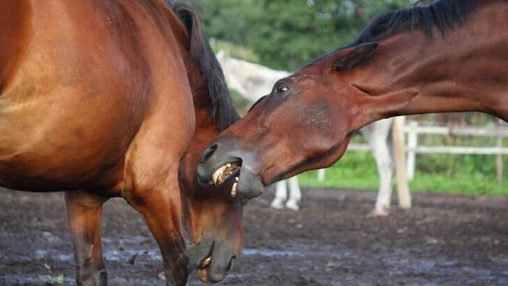 Why Do Horses Bite? – 5 Causes and Simple Solutions