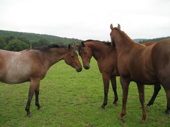 quarter horses in a field