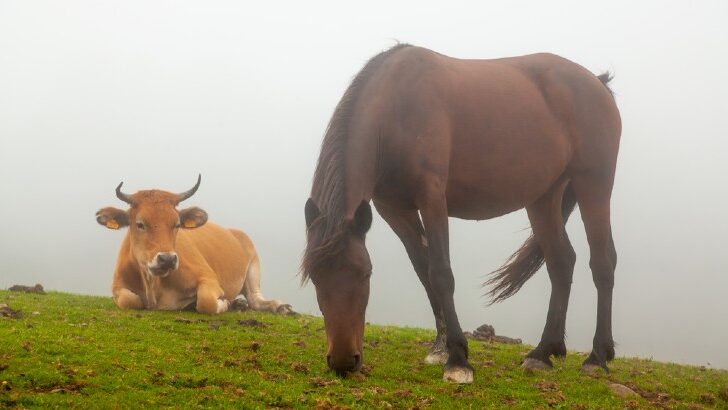can cows and horses graze together