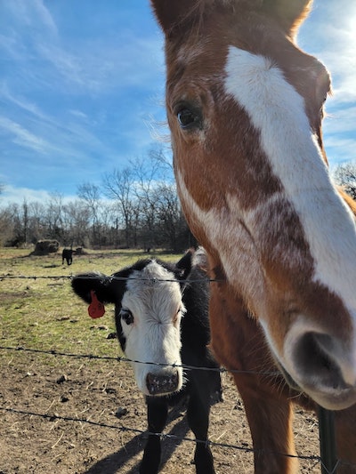 cow and horse waiting for feed