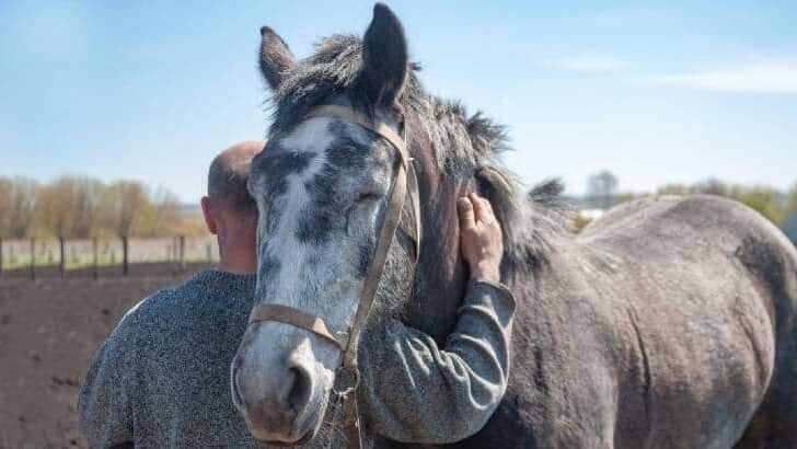 Do Horses Like to Be Hugged? – Is the Feeling Mutual?