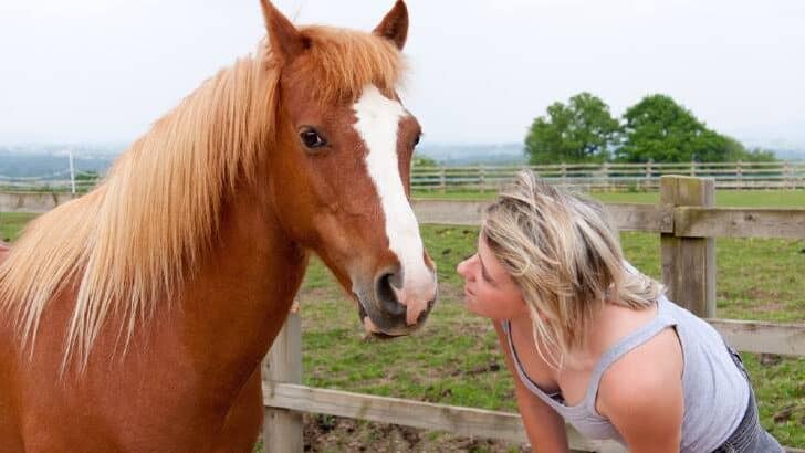 Do Horses Understand Words?  And If So, How Much?