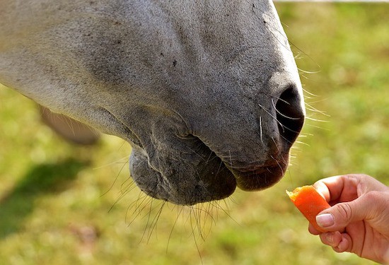 horse having a treat