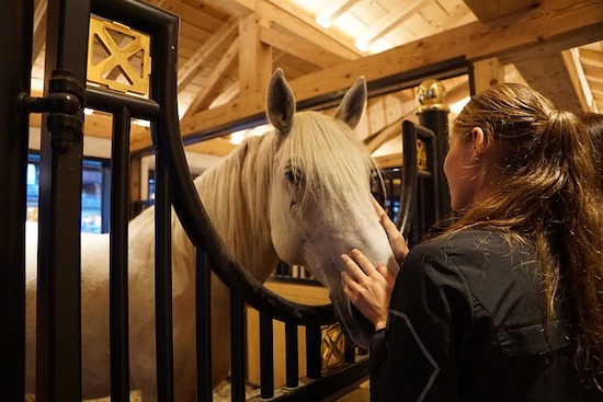 horse in stall with owner
