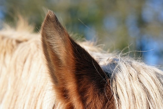horse ears listening