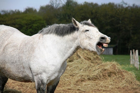 horse vocalizing to other horses