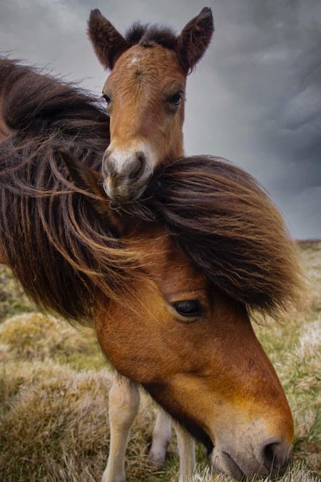 horse with foal