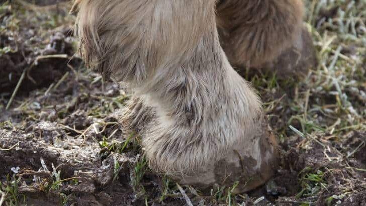 Can You Ride a Horse With Mud Fever? – Do’s and Don’ts