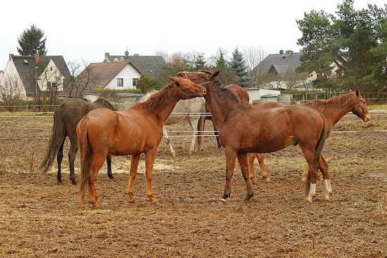 horses playing in the pasture