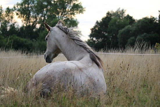 older horse resting