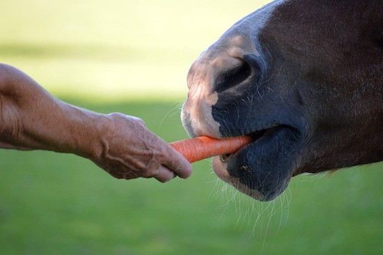 horse eating a carrot
