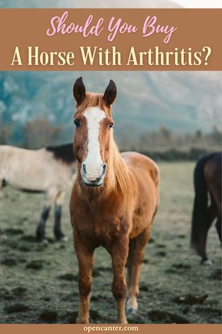 should you buy a horse with arthritis