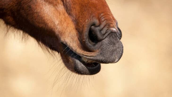 Smells Horses Hate – It’s All About Survival