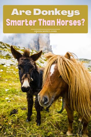 Are donkeys smarter than horses