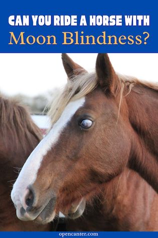 Can You Ride a Horse with moon blindness