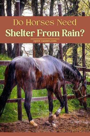Do horses need shelter from the rain pin
