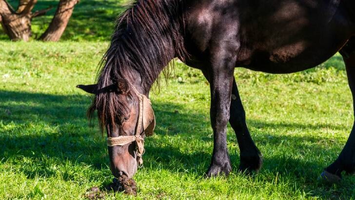 Why is My Horse Eating Poop? 5 Reasons They Eat Manure