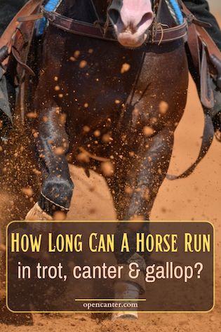 how long can a horse run?