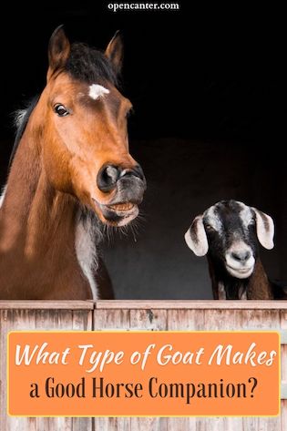 What type of goat makes a good horse companion