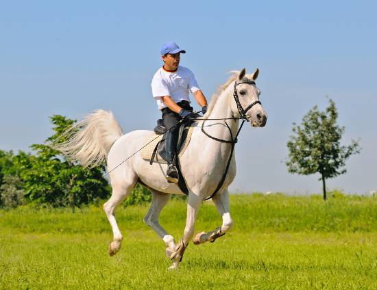 Arabian horse and rider