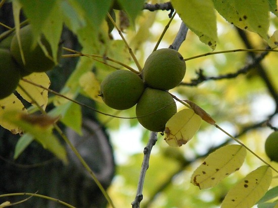 black walnut tree fruit
